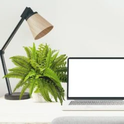 Indoor Boston Artificial Fern In White Planter -AFLORAL ONLINE STORE nearly natural artificial ferns 6308 31 1000