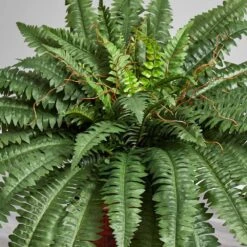 33 In. Artificial Boston Fern Silk Plant With Decorative Vase -AFLORAL ONLINE STORE nearly natural artificial ferns 6553 31 1000
