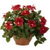 Hibiscus Artificial With Clay Planter -AFLORAL ONLINE STORE nearly natural artificial flowers 6735 64 1000
