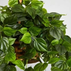 Artificial Philodendron Hanging Basket -AFLORAL ONLINE STORE nearly natural artificial grass plants 6853 44 1000