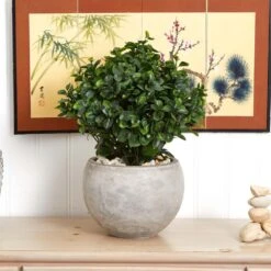 Indoor/Outdoor Artificial Eucalyptus Silk Plant In Sand Colored Bowl UV Resistant -AFLORAL ONLINE STORE nearly natural artificial shrubs 6993 31 1000