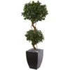 4.5 Ft. Sweet Bay Artificial Double Topiary Tree In Black Wash Planter -AFLORAL ONLINE STORE nearly natural artificial topiaries 5829 64 1000