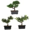 8-1/2 In. Artificial Bonsai Silk Plant Collection (Set Of 3) -AFLORAL ONLINE STORE nearly natural artificial trees 4122 64 1000