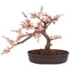 15 In. H Pink Artificial Cherry Blossom Bonsai Silk Tree -AFLORAL ONLINE STORE nearly natural artificial trees 4764 64 1000