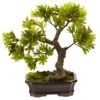 Artificial Podocarpus With Mossed Bonsai Planter