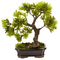 Artificial Podocarpus With Mossed Bonsai Planter