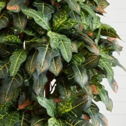 6 Ft. Artificial Croton Silk Tree -AFLORAL ONLINE STORE nearly natural artificial trees 5211 4f 1000