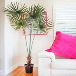 7 Ft. Artificial UV Resistant Indoor/Outdoor Fan Palm Tree -AFLORAL ONLINE STORE nearly natural artificial trees 5447 31 1000