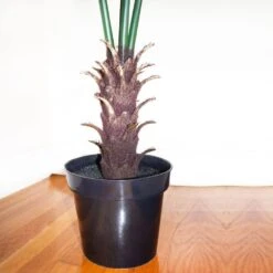 7 Ft. Artificial UV Resistant Indoor/Outdoor Fan Palm Tree -AFLORAL ONLINE STORE nearly natural artificial trees 5447 44 1000