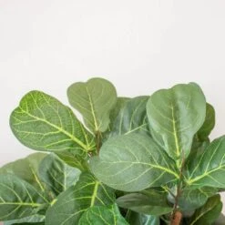 4 In. Fiddle Leaf Fig Artificial Tree -AFLORAL ONLINE STORE nearly natural artificial trees 5490 1f 1000
