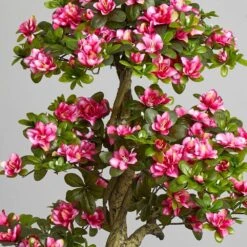 5 Ft. Azalea Artificial Tree 13 5 Ft. Azalea Artificial Tree -AFLORAL ONLINE STORE nearly natural artificial trees 5506 31 1000