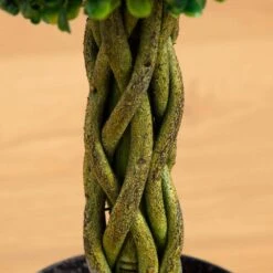 2 Ft. UV Resistant Indoor/Outdoor Boxwood Ball With Woven Trunk Artificial Tree -AFLORAL ONLINE STORE nearly natural artificial trees 5522 4f 1000