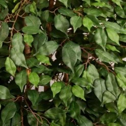 Indoor 6 Ft. Ficus Artificial Tree In White Planter -AFLORAL ONLINE STORE nearly natural artificial trees 5666 4f 1000