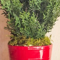 27 In. Indoor/Outdoor Mini Cedar Artificial Pine Tree In Decorative Planter -AFLORAL ONLINE STORE nearly natural artificial trees 5694 rd 4f 1000