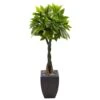 Indoor Money Artificial Tree In Black Square Planter