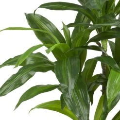 Real Touch 48 In. Artificial H Green Dracaena Silk Plant 18 Real Touch 48 In. Artificial H Green Dracaena Silk Plant -AFLORAL ONLINE STORE nearly natural artificial trees 6585 1f 1000