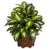 24 In. Artificial H Green Golden Dieffenbachia Silk Plant -AFLORAL ONLINE STORE nearly natural artificial tropical plants 6639 64 1000
