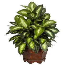 24 In. Artificial H Green Golden Dieffenbachia Silk Plant