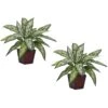 12 In. Artificial H Green Silver Queen Silk Plant (Set Of 2) -AFLORAL ONLINE STORE nearly natural artificial tropical plants 6694 s2 64 1000