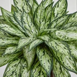 14 In. Artificial H Green Triple Silver Queen With Hexagon Vase Silk Plant 8 14 In. Artificial H Green Triple Silver Queen With Hexagon Vase Silk Plant -AFLORAL ONLINE STORE nearly natural artificial tropical plants 6696 4f 1000