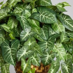 Artificial Nepthytis Hanging Basket 8 Artificial Nepthytis Hanging Basket -AFLORAL ONLINE STORE nearly natural artificial tropical plants 6738 4f 1000