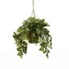 Artificial Nepthytis Hanging Basket 2 Artificial Nepthytis Hanging Basket -AFLORAL ONLINE STORE nearly natural artificial tropical plants 6738 64 1000