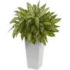 Artificial Aglaonema With White Decorative Planter -AFLORAL ONLINE STORE nearly natural artificial tropical plants 6836 64 1000