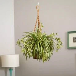 20 In. Artificial Spider Plant Hanging Basket -AFLORAL ONLINE STORE nearly natural artificial tropical plants 6846 31 1000