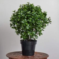 28 In. Artificial UV Resistant Indoor/Outdoor Peperomia Plant -AFLORAL ONLINE STORE nearly natural artificial tropical plants 6860 31 1000
