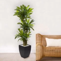 Indoor Artificial Corn Stalk Dracaena With Black Wash Planter -AFLORAL ONLINE STORE nearly natural artificial tropical plants 6869 31 1000