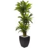 Indoor Artificial Corn Stalk Dracaena With Black Wash Planter -AFLORAL ONLINE STORE nearly natural artificial tropical plants 6869 64 1000