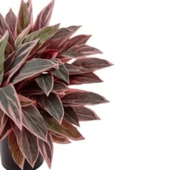 Indoor Caladium Artificial Plant In Black Glossy Planter 8 Indoor Caladium Artificial Plant In Black Glossy Planter -AFLORAL ONLINE STORE nearly natural artificial tropical plants 6940 4f 1000