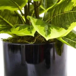 Indoor Artificial Rubber Plant In Glossy Cylinder (Real Touch) -AFLORAL ONLINE STORE nearly natural artificial tropical plants 6952 4f 1000