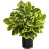Indoor Artificial Rubber Plant In Glossy Cylinder (Real Touch) -AFLORAL ONLINE STORE nearly natural artificial tropical plants 6952 64 1000