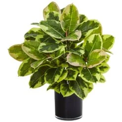 Indoor Artificial Rubber Plant In Glossy Cylinder (Real Touch)
