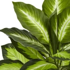 Indoor Dieffenbachia Artificial Plant In Swirl Planter -AFLORAL ONLINE STORE nearly natural artificial tropical plants 6973 c3 1000